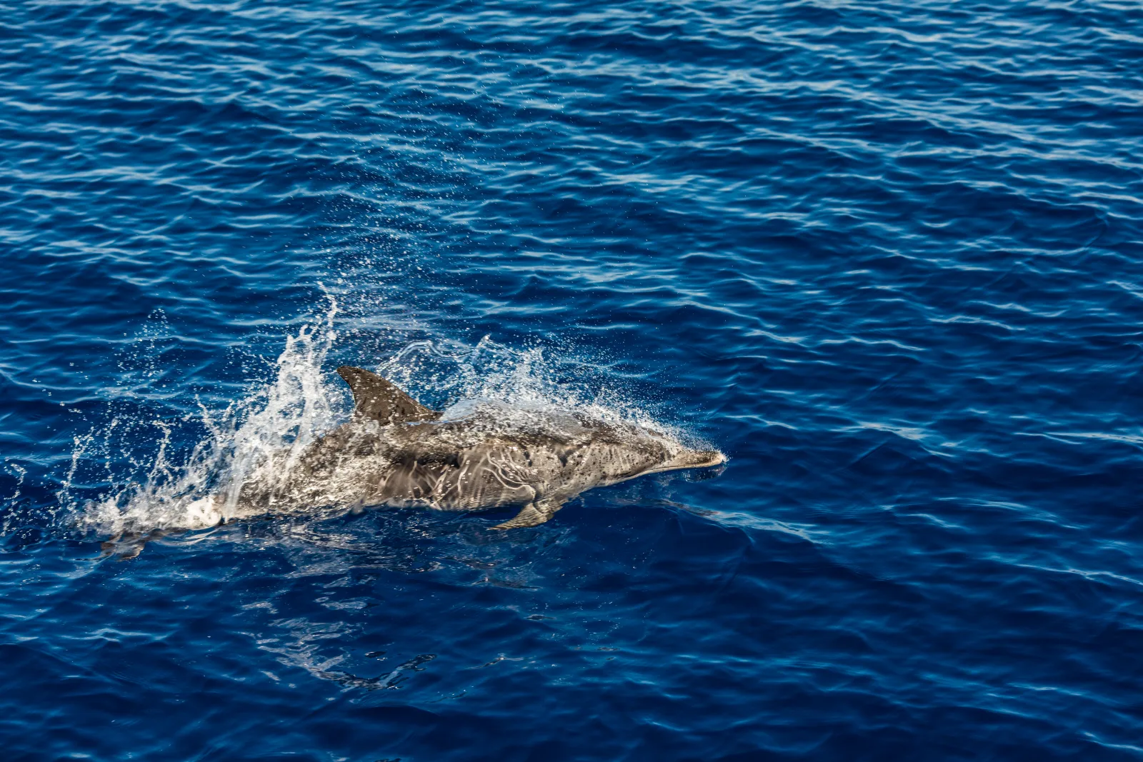 Atlantic striped dolphins in the waters around the Azores — a typical whale and dolphin watching encounter