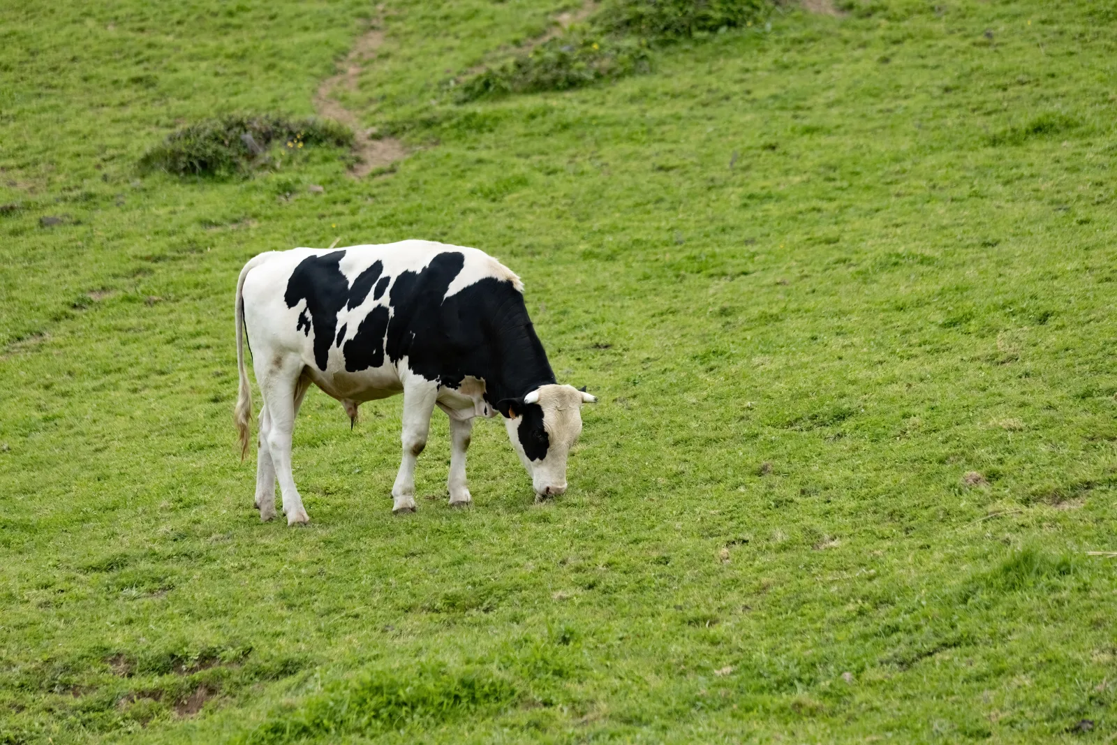 Azorean dairy cow grazing in a green meadow — the kind of pastoral countryside you reach by rental car, São Miguel