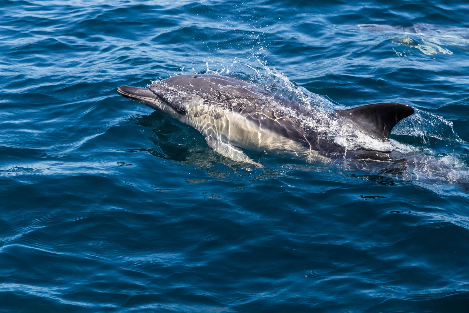A dolphin swimming off the Azores coast — common encounter on whale watching tours, São Miguel, Azores