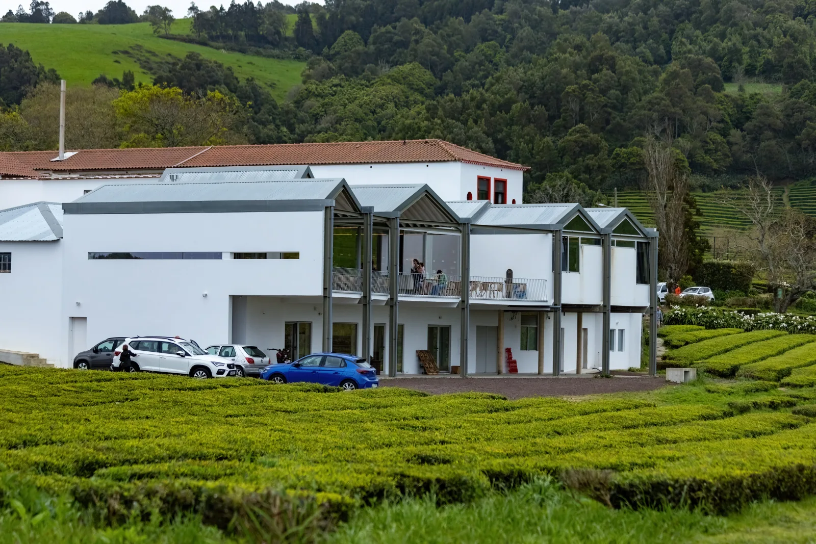 Chá Gorreana tea fields — Europe's oldest tea plantation on São Miguel, Azores